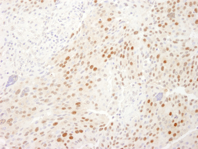 WDR77/MEP50 Antibody in Immunohistochemistry (Paraffin) (IHC (P))