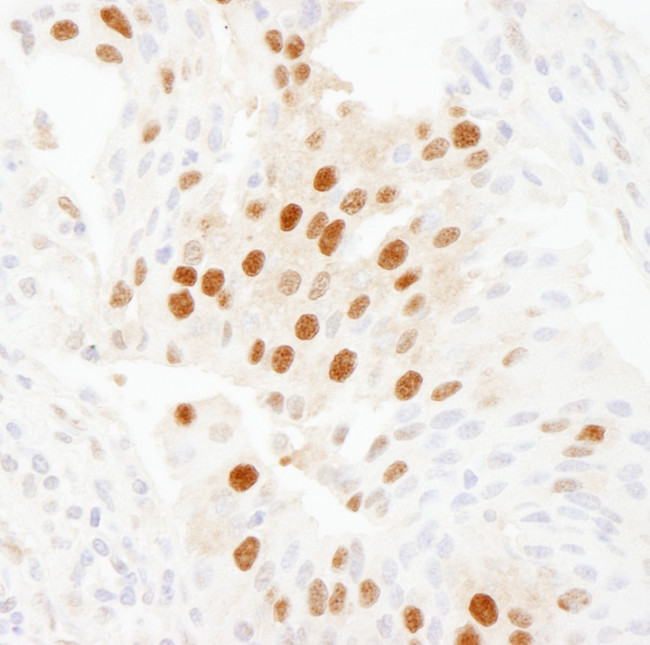 WDR77/MEP50 Antibody in Immunohistochemistry (Paraffin) (IHC (P))