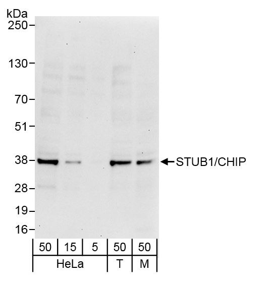 STUB1/CHIP Antibody in Western Blot (WB)