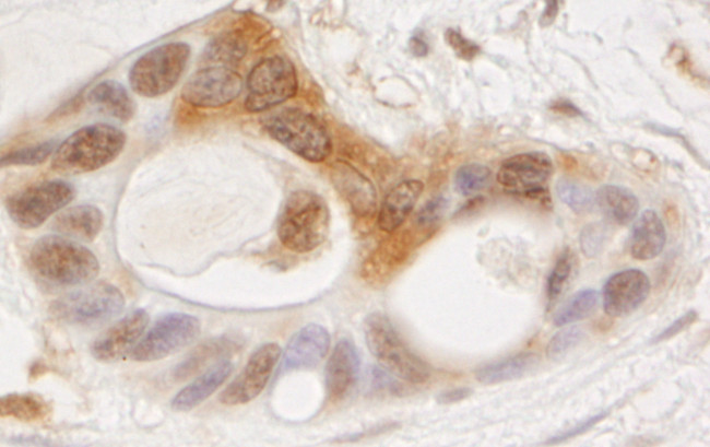 OSR1 Antibody in Immunohistochemistry (Paraffin) (IHC (P))