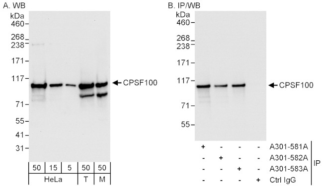 CPSF100 Antibody in Western Blot (WB)