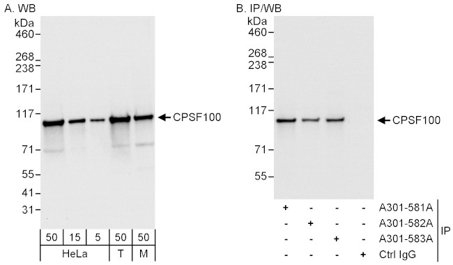 CPSF100 Antibody in Western Blot (WB)