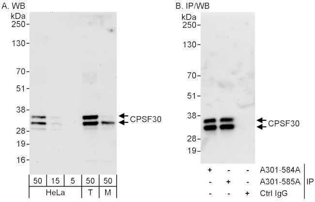 CPSF30 Antibody in Western Blot (WB)