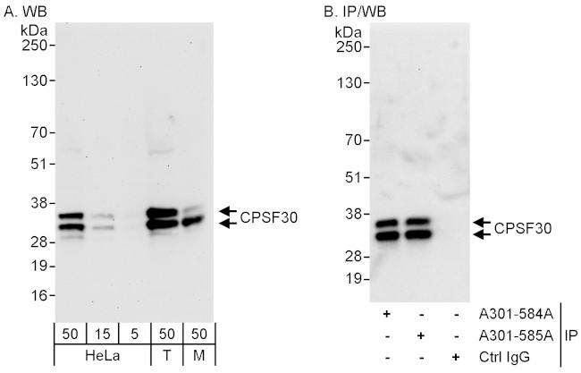 CPSF30 Antibody in Western Blot (WB)