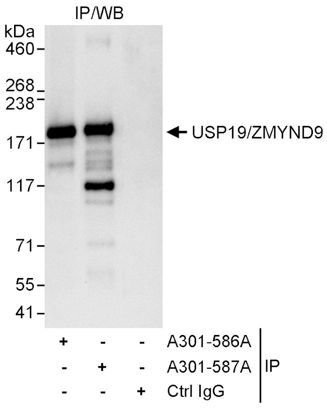 USP19/ZMYND9 Antibody in Immunoprecipitation (IP)