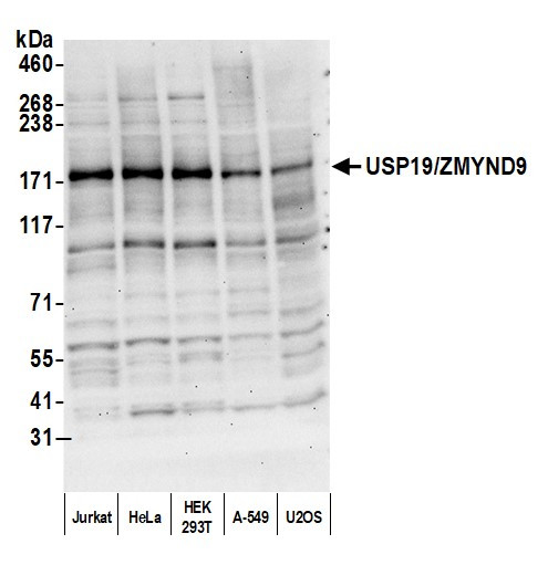 USP19/ZMYND9 Antibody in Western Blot (WB)