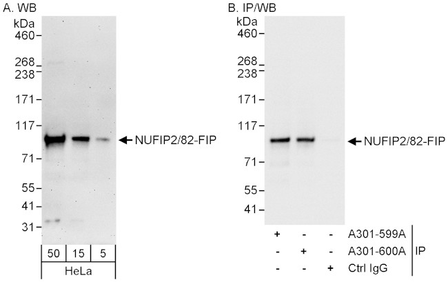 NUFIP2/82-FIP Antibody in Western Blot (WB)