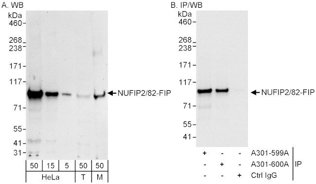 NUFIP2/82-FIP Antibody in Western Blot (WB)