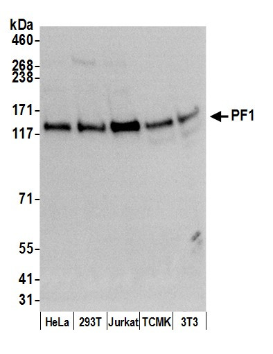 PF1 Antibody in Western Blot (WB)