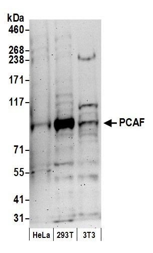 PCAF Antibody in Western Blot (WB)