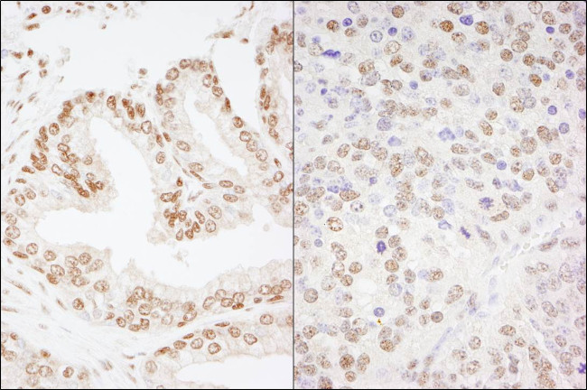 CREB Antibody in Immunohistochemistry (Paraffin) (IHC (P))