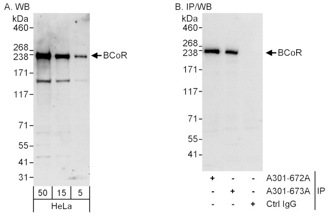 BCoR Antibody in Western Blot (WB)