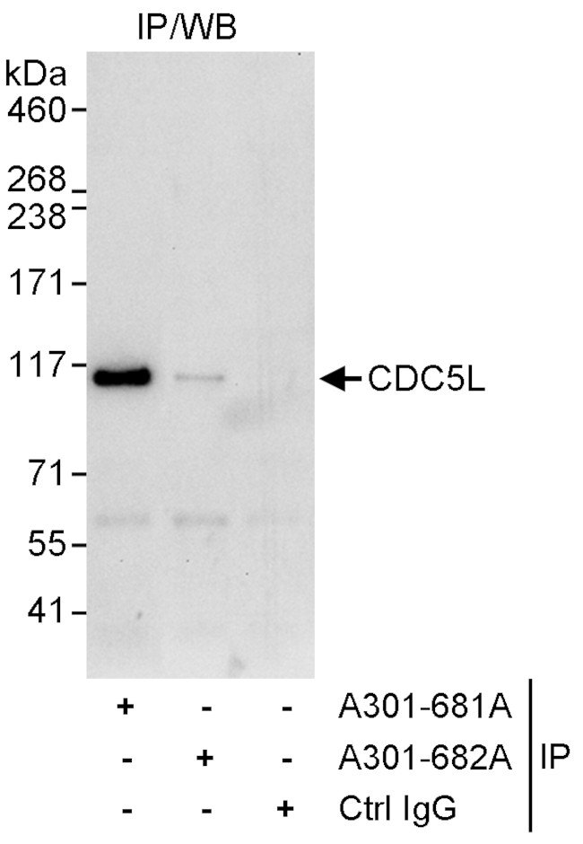 CDC5L Antibody in Immunoprecipitation (IP)