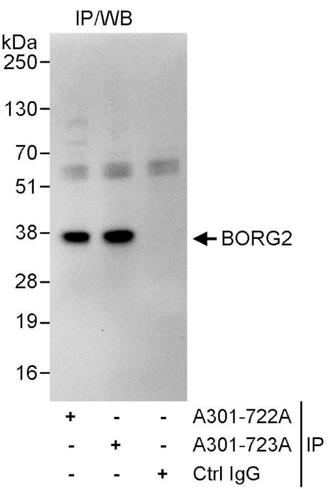 BORG2 Antibody in Immunoprecipitation (IP)