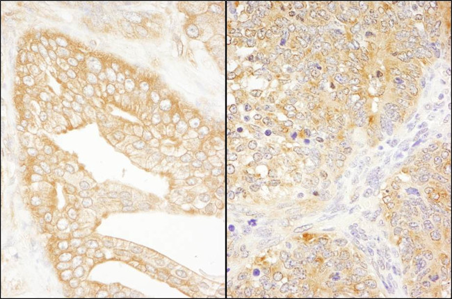 eIF3J/EIF3S1 Antibody in Immunohistochemistry (Paraffin) (IHC (P))