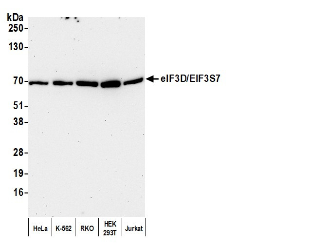 eIF3D/EIF3S7 Antibody in Western Blot (WB)