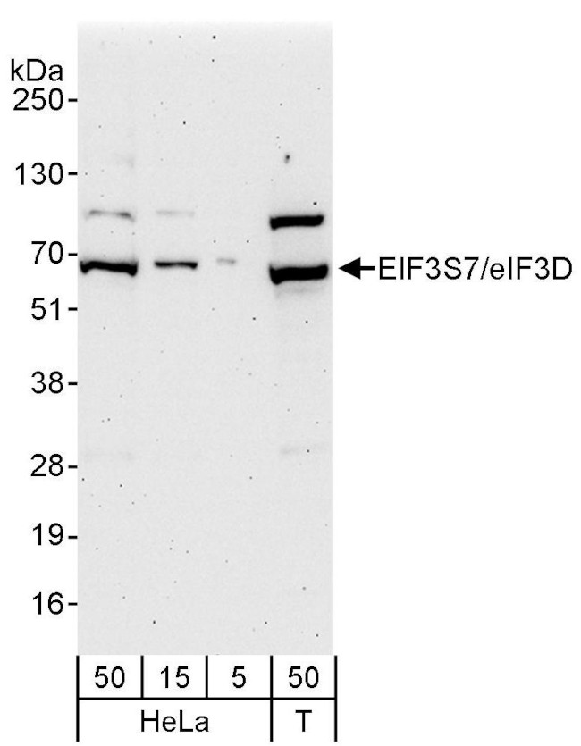 eIF3D/EIF3S7 Antibody in Western Blot (WB)