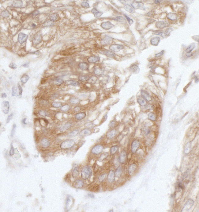 eIF3B/EIF3S9 Antibody in Immunohistochemistry (Paraffin) (IHC (P))