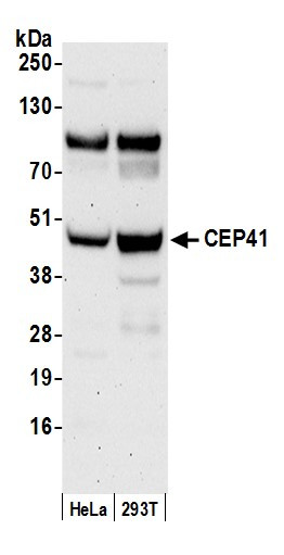 CEP41 Antibody in Western Blot (WB)