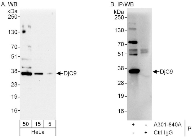 DjC9 Antibody in Western Blot (WB)