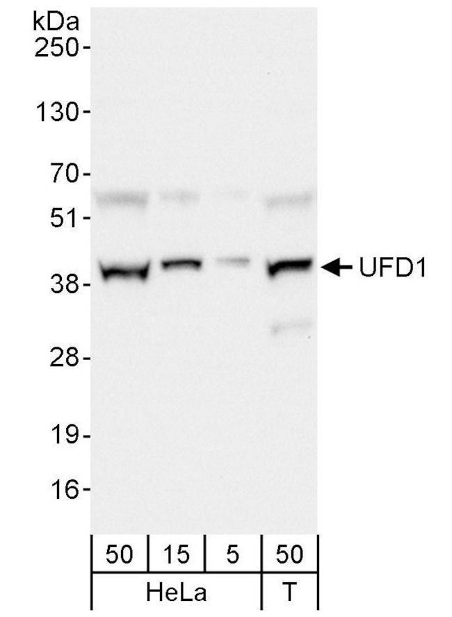 UFD1 Antibody in Western Blot (WB)