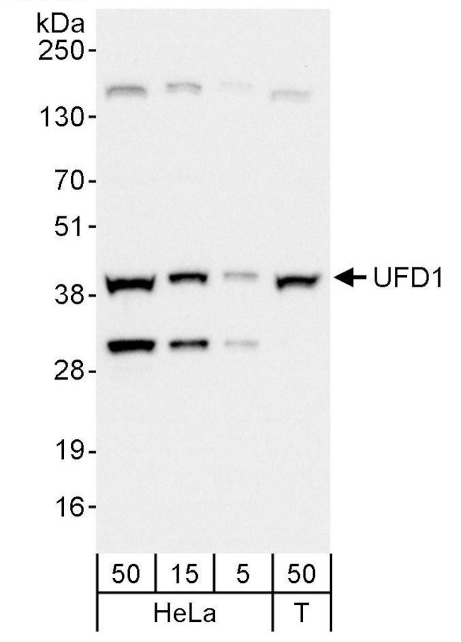 UFD1 Antibody in Western Blot (WB)