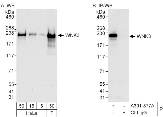 WNK3 Antibody in Western Blot (WB)