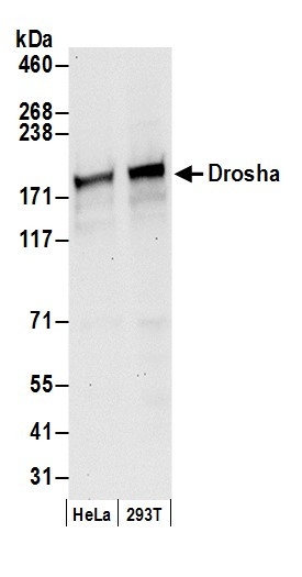 Drosha Antibody in Western Blot (WB)