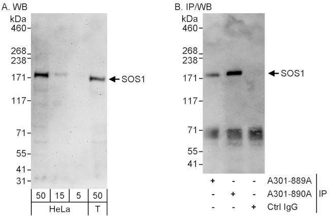 SOS1 Antibody in Western Blot (WB)