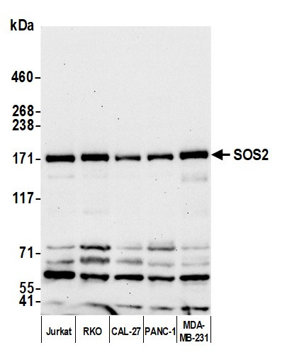 SOS2 Antibody in Western Blot (WB)