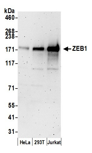 ZEB1 Antibody in Western Blot (WB)