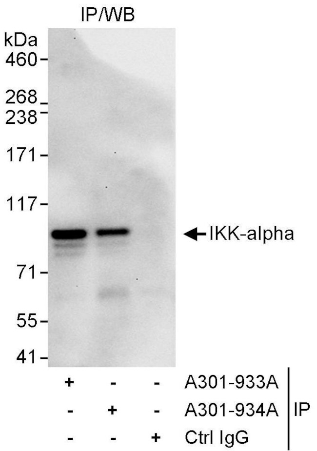 IKK-alpha Antibody in Immunoprecipitation (IP)