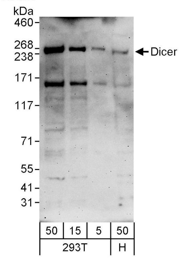 Dicer Antibody in Western Blot (WB)