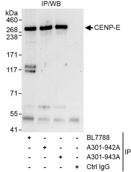 CENP-E Antibody in Immunoprecipitation (IP)