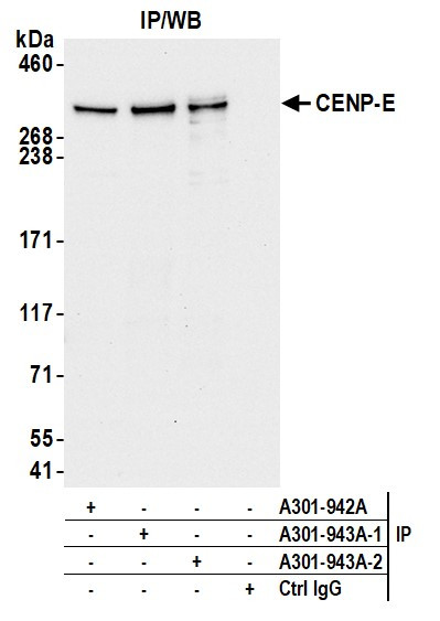 CENP-E Antibody in Immunoprecipitation (IP)