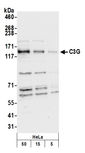 C3G Antibody in Western Blot (WB)