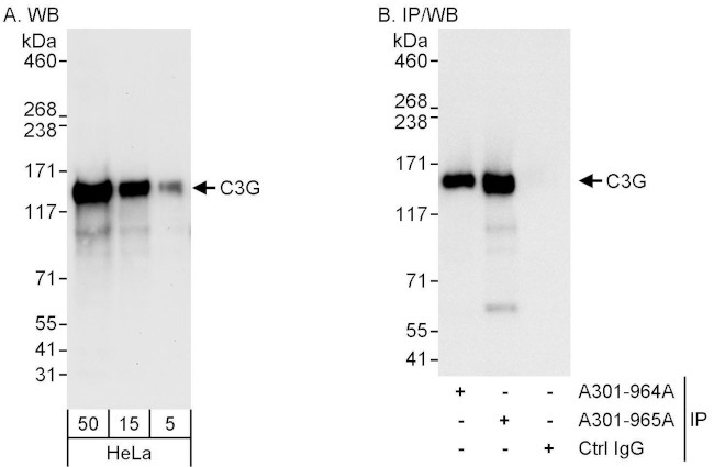 C3G Antibody in Western Blot (WB)