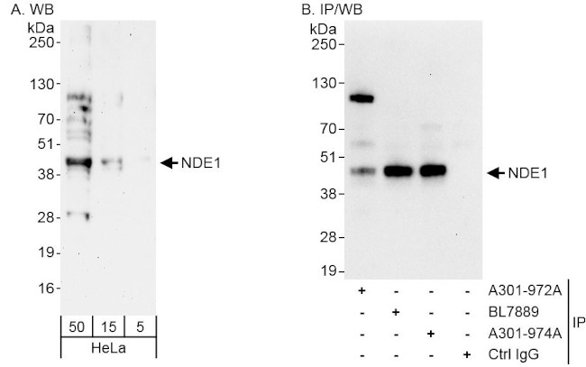 NDE1 Antibody in Western Blot (WB)