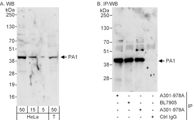 PA1 Antibody in Western Blot (WB)