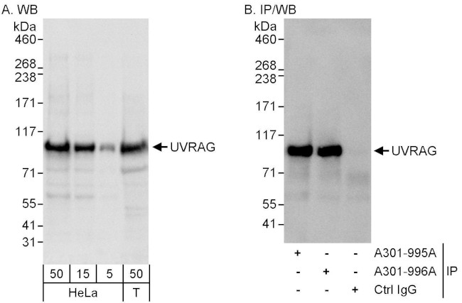 UVRAG Antibody in Western Blot (WB)