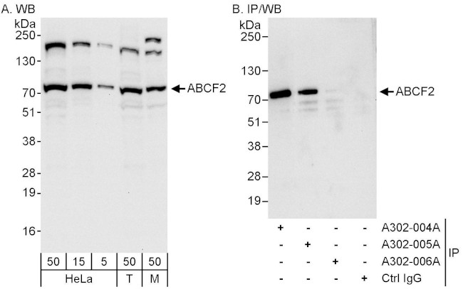 ABCF2 Antibody in Western Blot (WB)