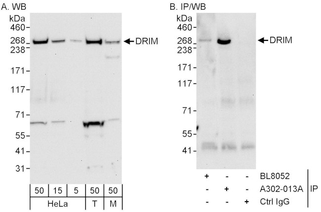 DRIM Antibody in Western Blot (WB)