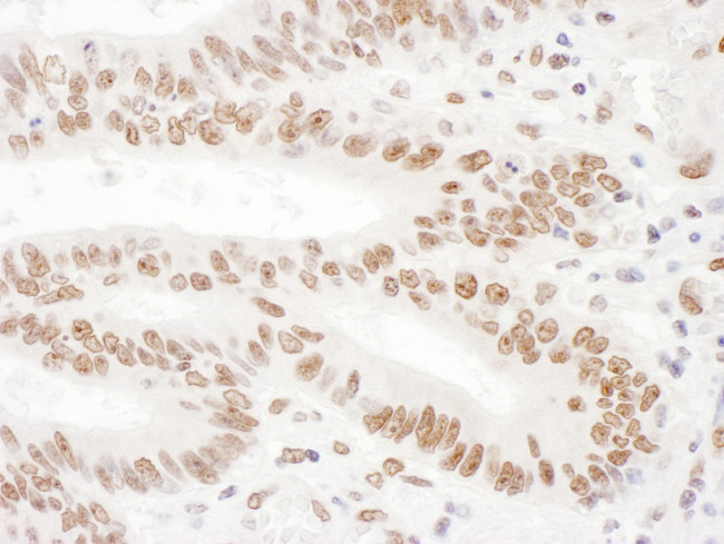 KSRP Antibody in Immunohistochemistry (Paraffin) (IHC (P))