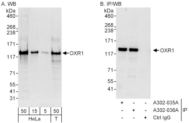 OXR1 Antibody in Western Blot (WB)