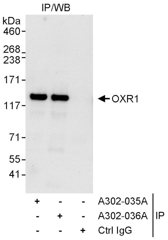 OXR1 Antibody in Immunoprecipitation (IP)