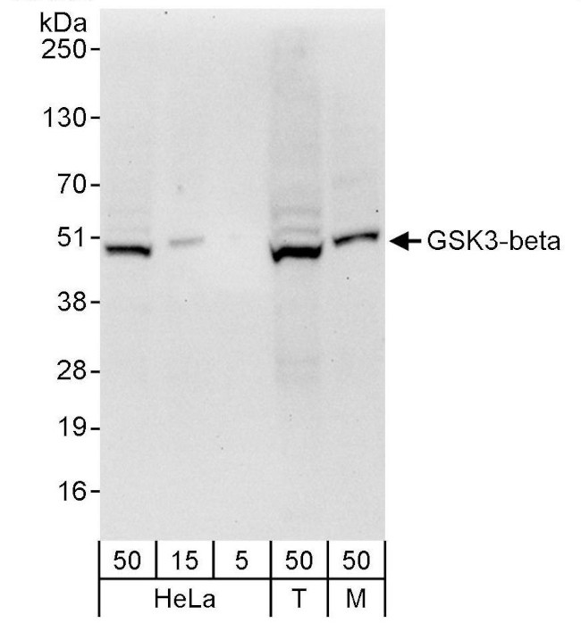 GSK3-beta Antibody in Western Blot (WB)