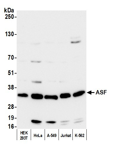 ASF Antibody in Western Blot (WB)