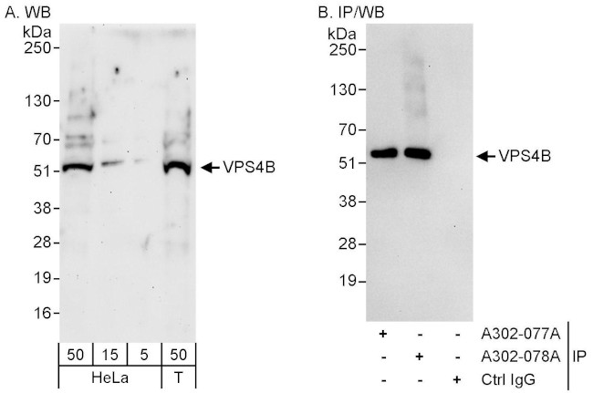 VPS4B Antibody in Western Blot (WB)