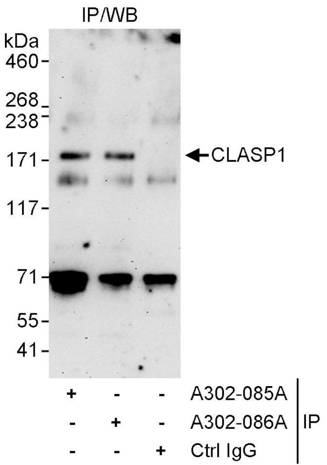 CLASP1 Antibody in Immunoprecipitation (IP)