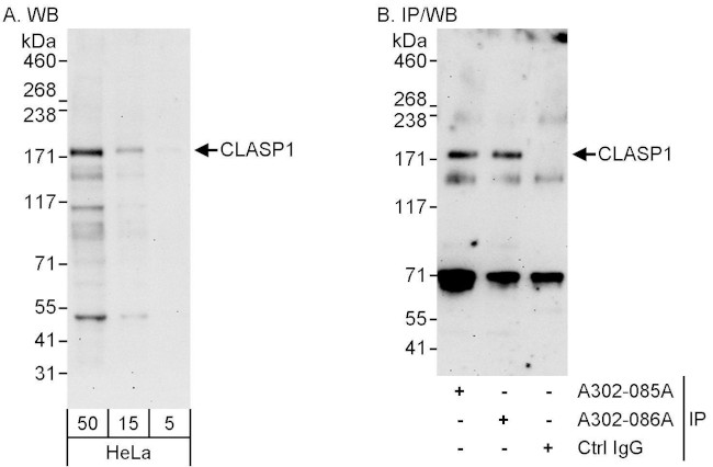 CLASP1 Antibody in Western Blot (WB)